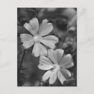 Carte Postale Noir & Blanc