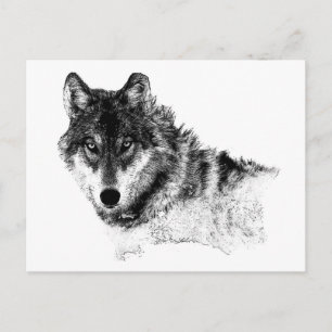 Carte Postale Noir Blanc Inspiration Wolf Eyes