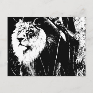 Lion Noir Blanc Cartes postales Pas de quantit minimum Zazzle FR