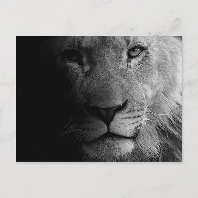 Carte Postale Noir Blanc Motivation Leadership Lion Portrait (Devant)