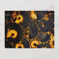 Noir doré noir fossile Nautilus