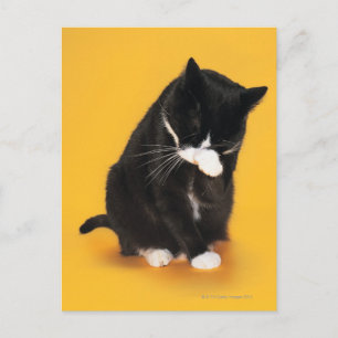 Carte Postale Noir et blanc Cat visage de nettoyage avec patte