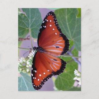 Carte Postale Noir et blanc et rouge partout