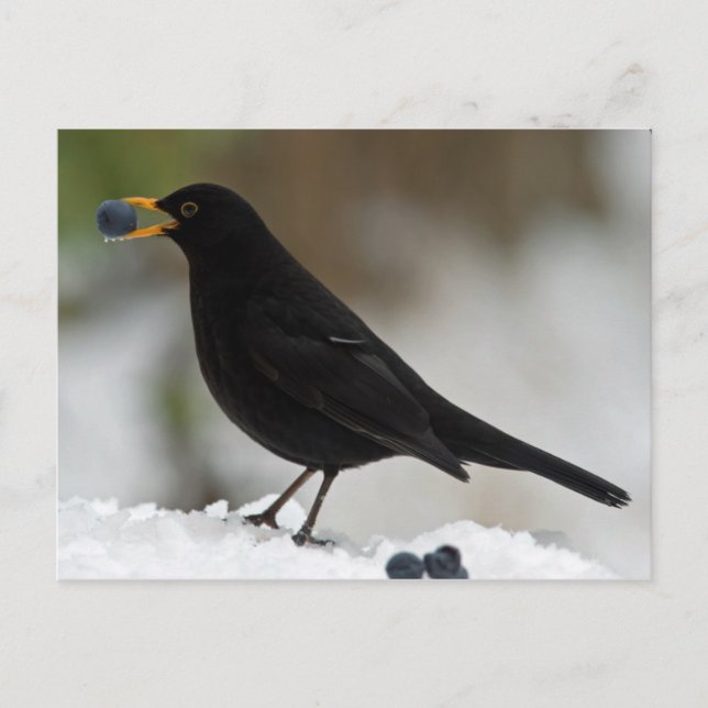 Carte Postale Noir mangeant du raisin dans la neige (Devant)
