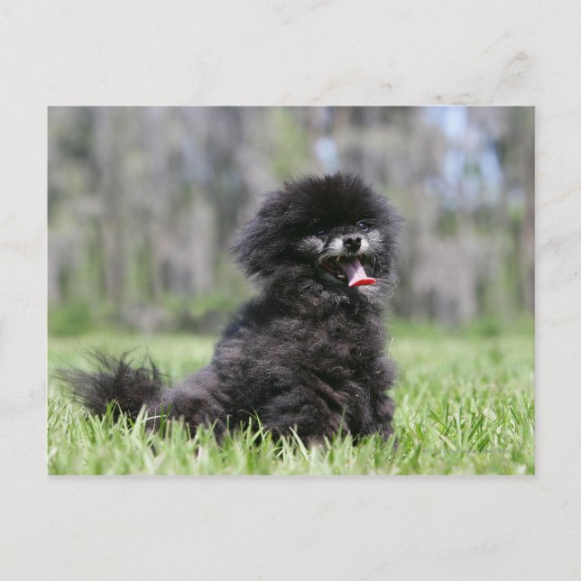 Carte Postale Noir Pomeranian (Devant)
