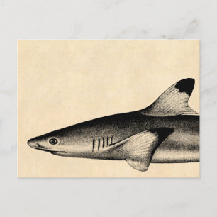 Carte Postale Noir vintage d'illustration de requin de récif
