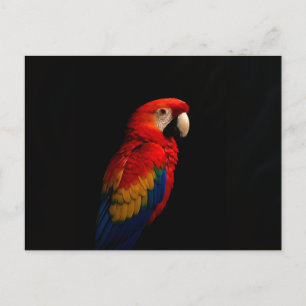 Carte postale noire 4 Luxe avec perroquet écarlate