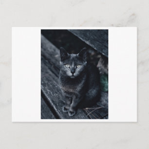 CARTE POSTALE NOIRE DE PHOTOGRAPHIE CAT