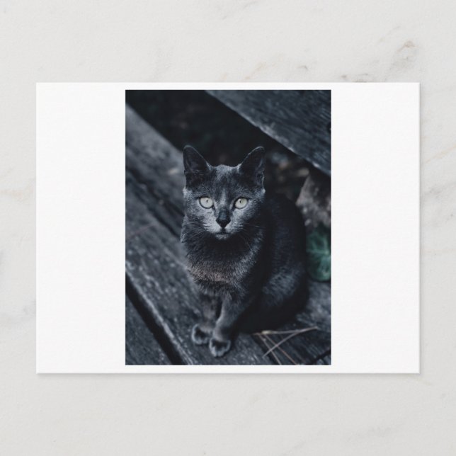 CARTE POSTALE NOIRE DE PHOTOGRAPHIE CAT (Devant)