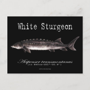 Carte postale noire-esturgeon blanc