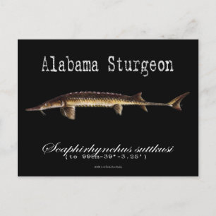 Carte postale noire-esturgeon en Alabama