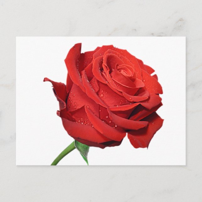 Carte postale noire florale rouge Rose (Devant)