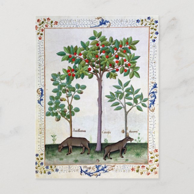 Carte Postale Noisier Bush et cerisier (Devant)
