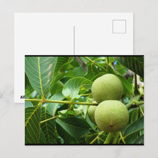 Carte Postale Noix dans le feuillage vert (Devant / Derrière)