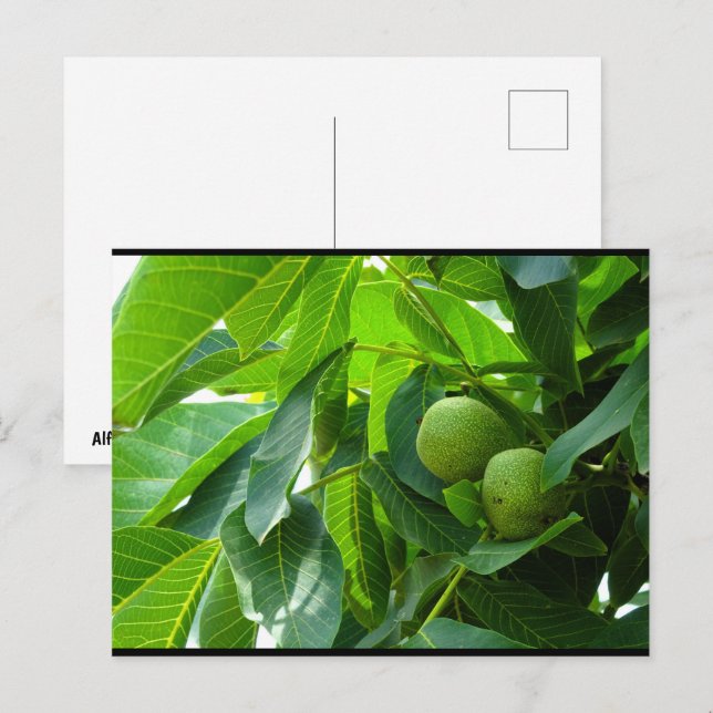 Carte Postale Noix dans un feuillage vert éclairé (Devant / Derrière)
