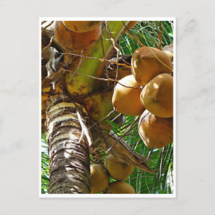 Carte Postale Noix de coco poussant dans le cocotier