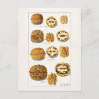 Noix (Juglans) Aquarelle de fruits Peinture Postca