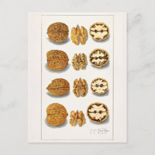 Carte Postale Noix (Juglans) Peinture à l'aquarelle de fruits