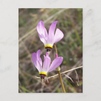 Carte Postale non défini