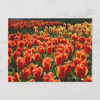 Carte Postale non défini