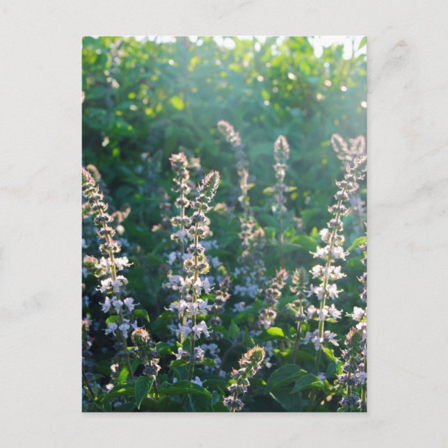 Carte Postale non défini (Devant)