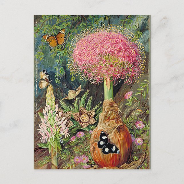 Carte Postale Nord - Buphane Toricara et autres fleurs (Devant)