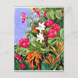 Carte Postale Nord - Fleurs sauvages à Morro Velho, Brésil