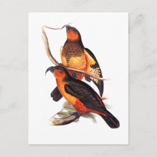 Carte Postale Norfolk Island Kaka