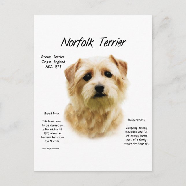 Carte Postale Norfolk Terrier Conception historique (Devant)