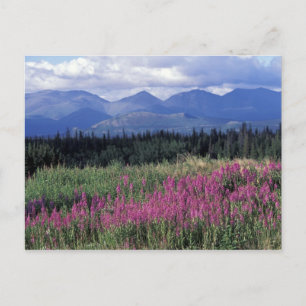 Carte Postale North America, Canada, Yukon. Fireweed blooms