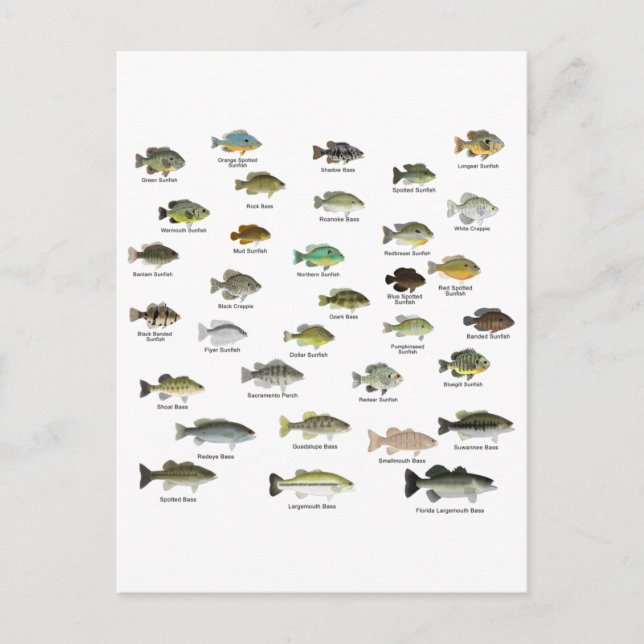 Carte Postale North American Sunfish Group (Devant)