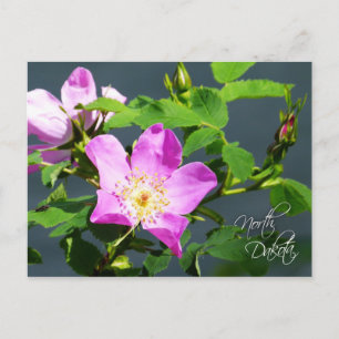Carte Postale North Dakota State Flower : Rose Wild Prairie