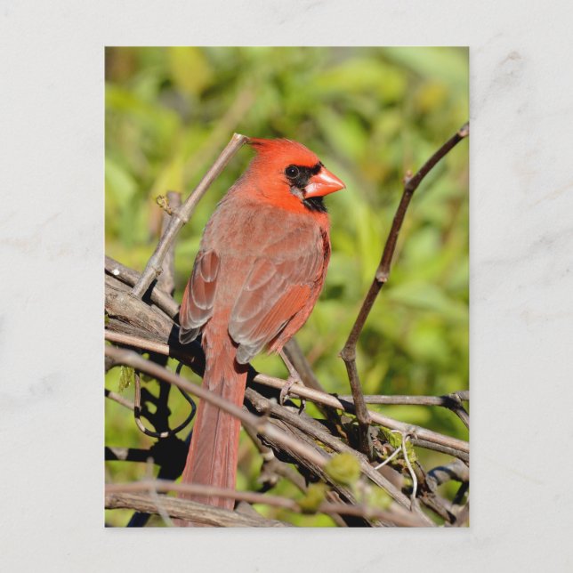 Carte Postale Northern Cardinal In Michigan (Devant)
