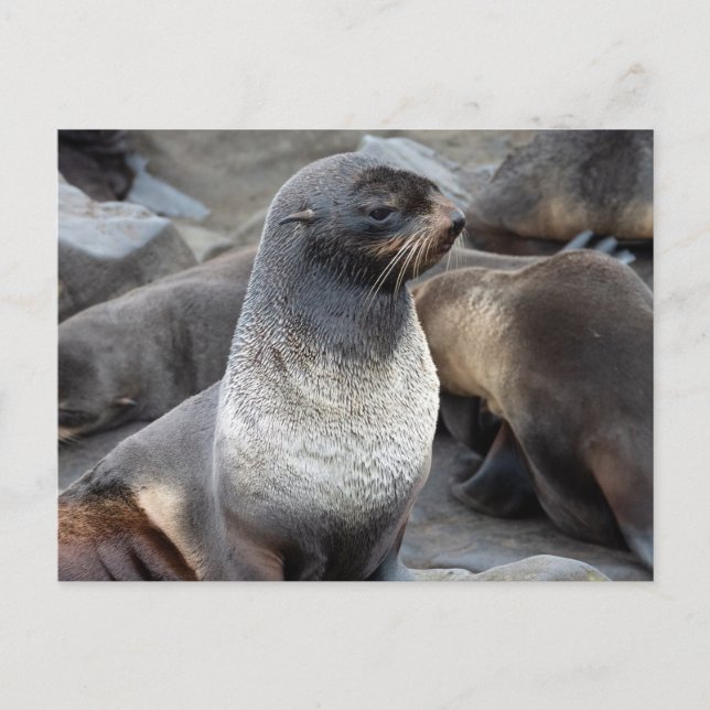 Carte Postale Northern Fur Seal, Alaska (Devant)