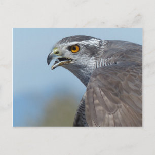Carte Postale Northern Goshawk Screeching