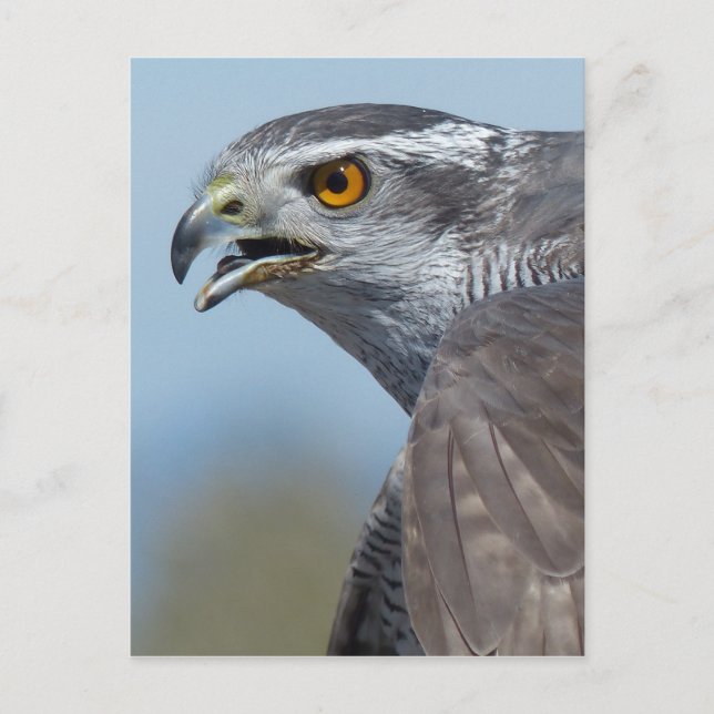 Carte Postale Northern Goshawk Screeching (Devant)