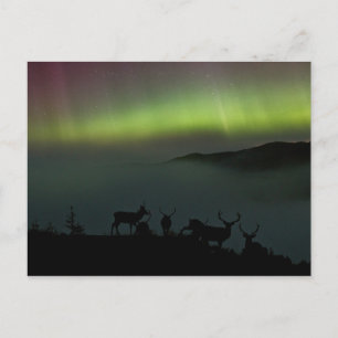Carte postale Northern Lights avec stags