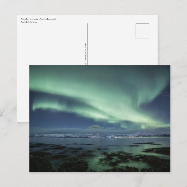 Carte Postale Northern Lights Norvège (Devant / Derrière)