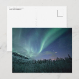 Carte Postale Northern Lights Norvège