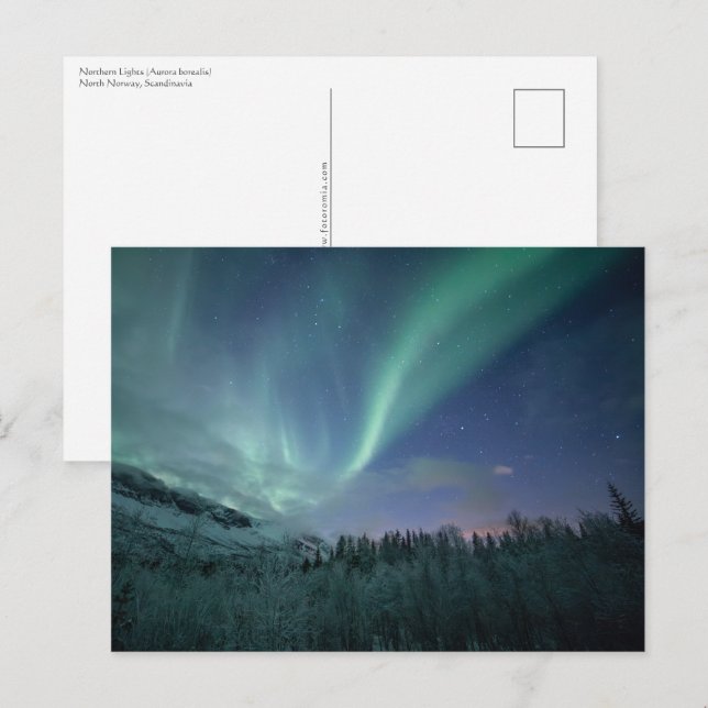 Carte Postale Northern Lights Norvège (Devant / Derrière)