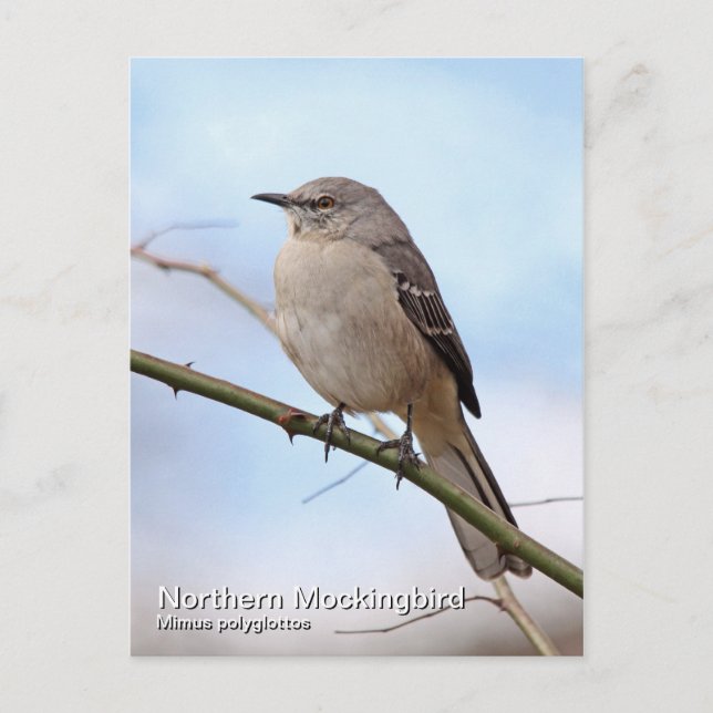 Carte postale Northern Mockbird (Devant)
