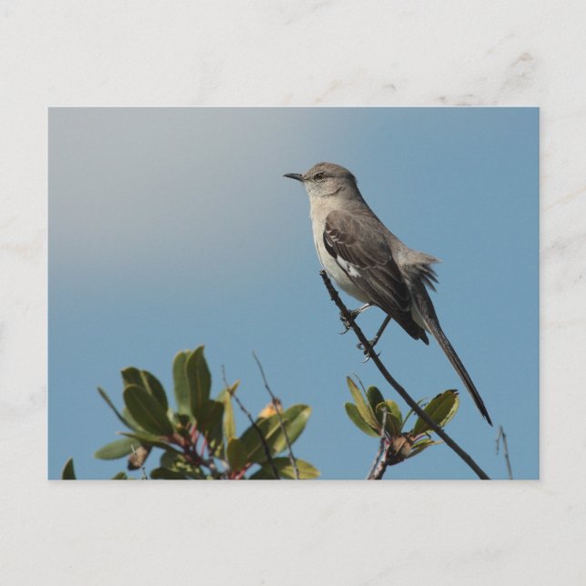 Carte postale Northern Mockbird (Devant)