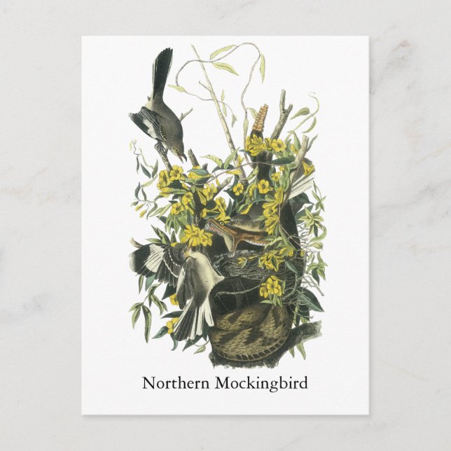 Carte Postale Northern Mocking Bird, John Audubon (Devant)