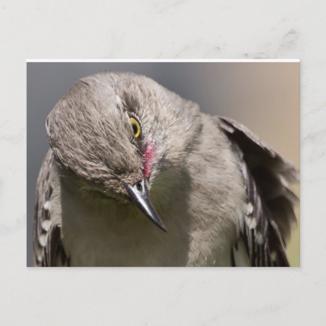Carte Postale Northern Mockingbird prend un Bow Appareils & cade (Devant)