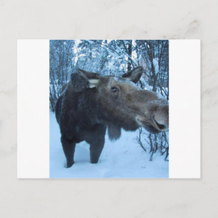CARTE POSTALE NORTHERN MOOSE