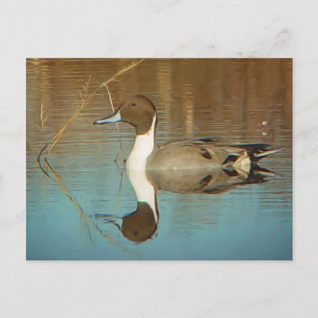 Carte postale Northern Pintail (Devant)