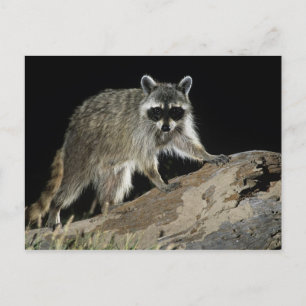 Carte Postale Northern Raccoon, lotor de Procyon