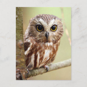 Carte Postale Northern Saw-whet Owl (Aegolius acadicus)