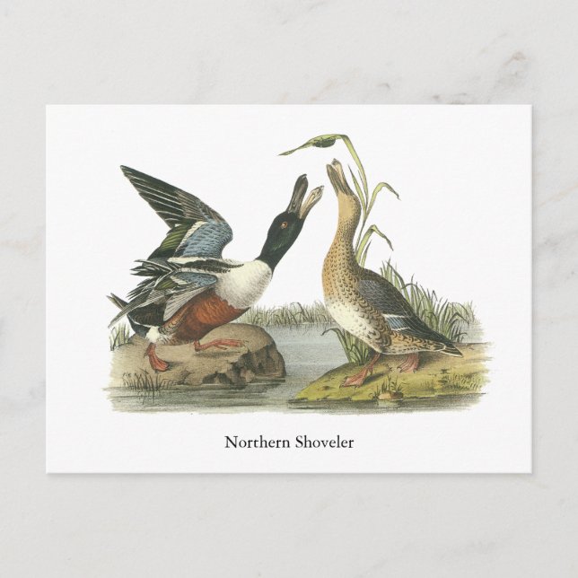 Carte Postale Northern Shoveler, John Audubon (Devant)
