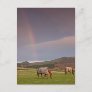 Carte Postale Northumberland, Angleterre